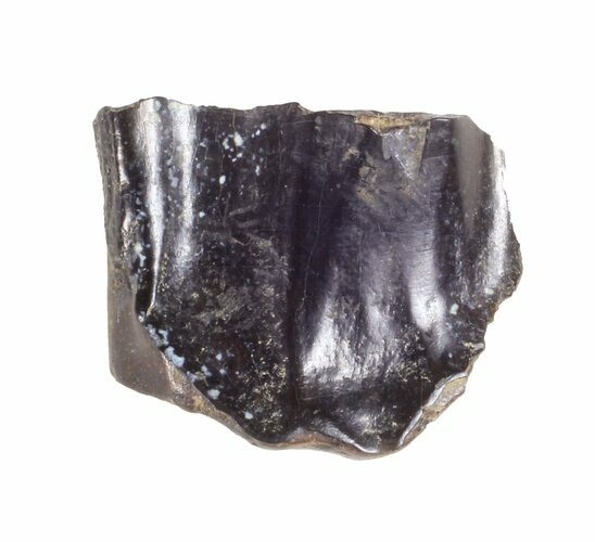 Triceratops Shed Tooth - Montana #60714